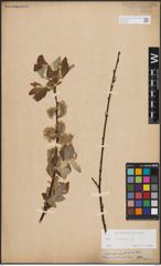 Foto von Salix caprea L.